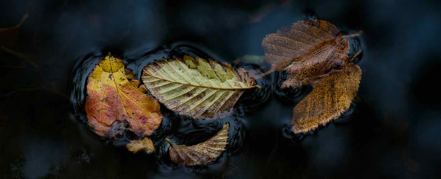  Leaves 