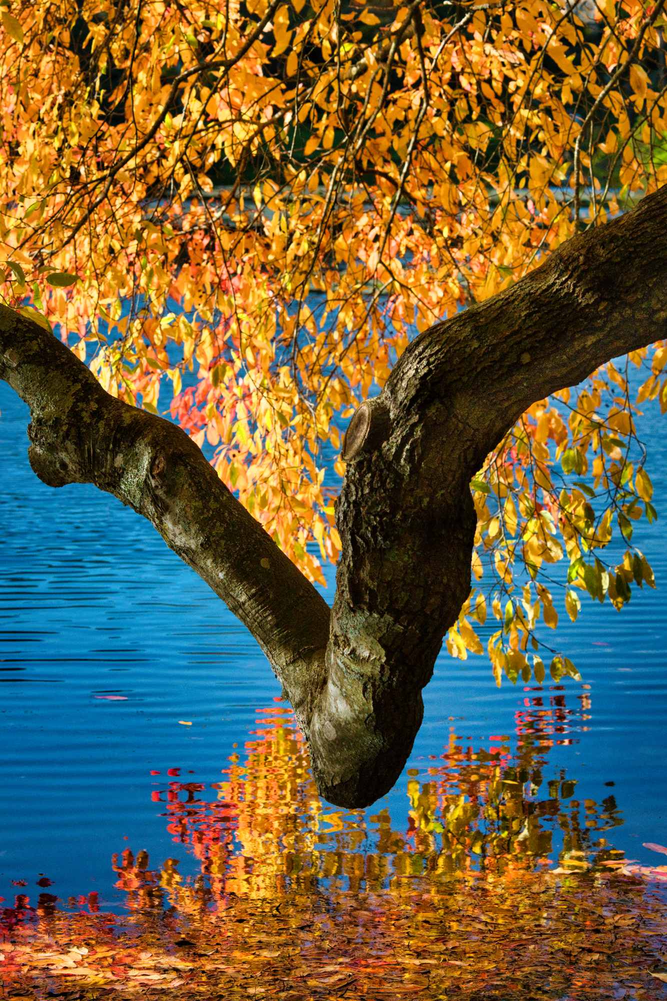  Autumn 