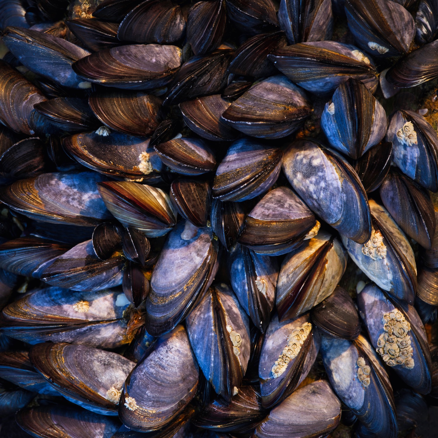  Shells.jpeg 