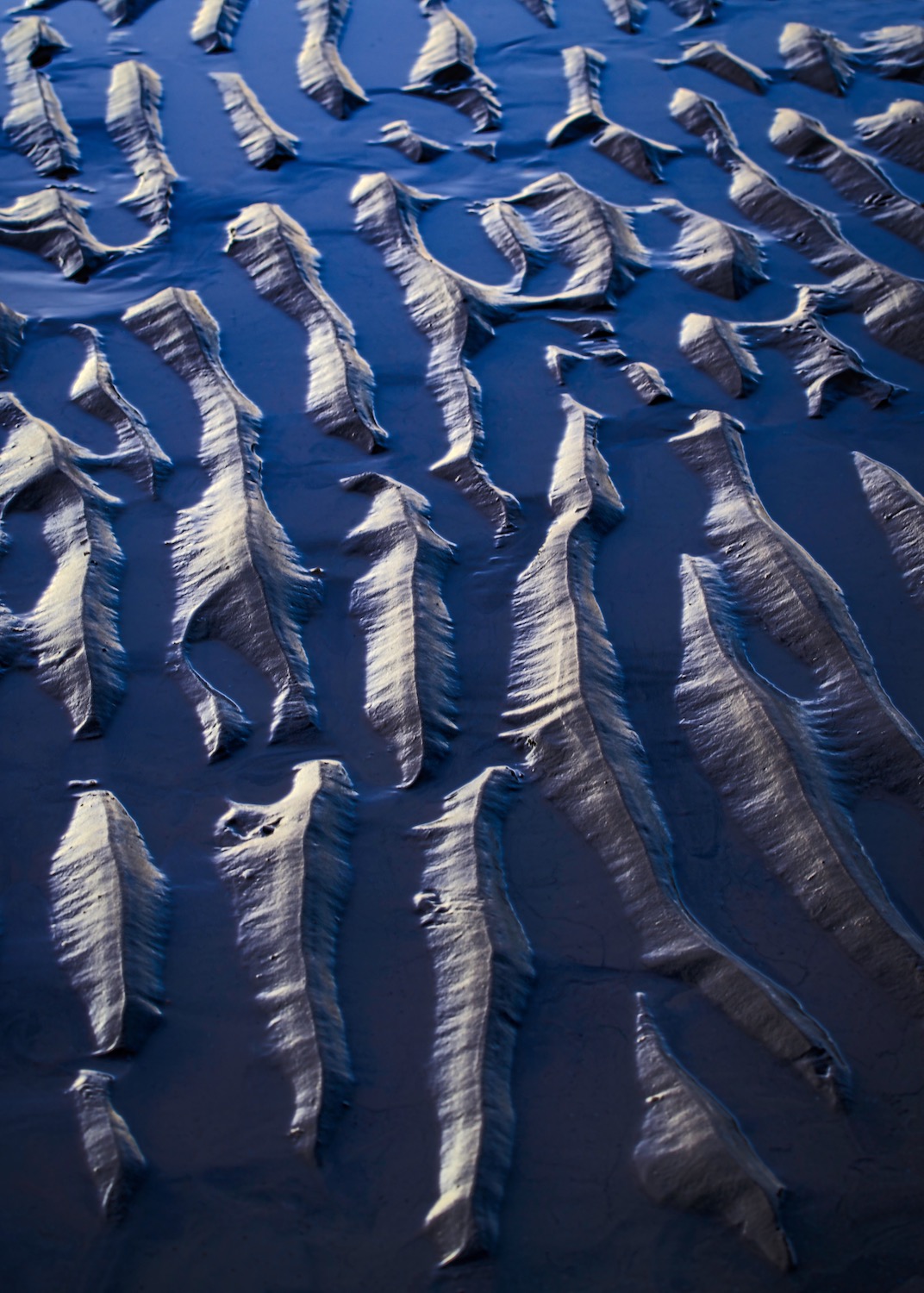  Sea Creatures 